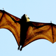 Illustration for article titled Misogynist Bat Bites Only Openly Female Presidential Candidate